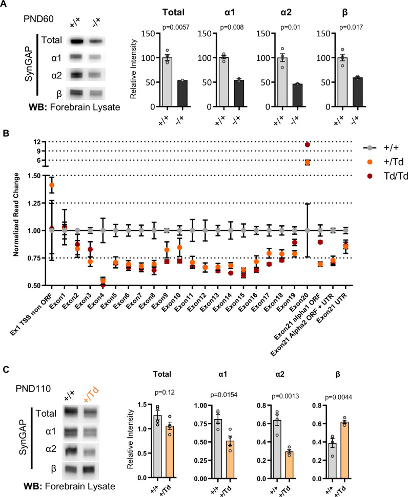 Figure 2—figure supplement 1.