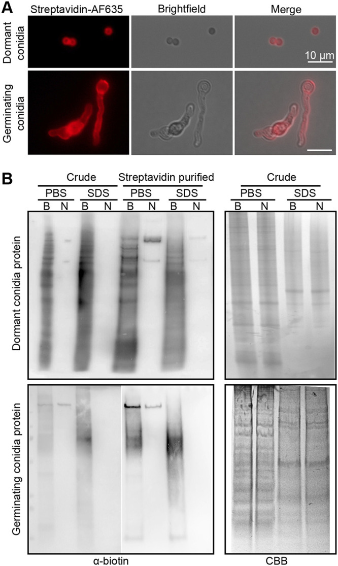 FIG 2