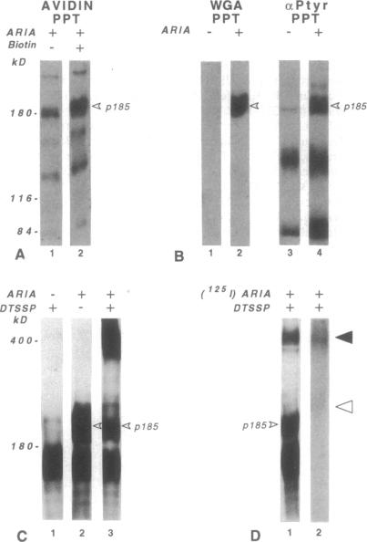 graphic file with name pnas01102-0498-a.jpg