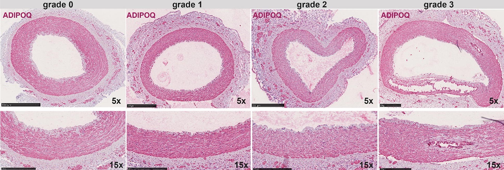 Fig. 3