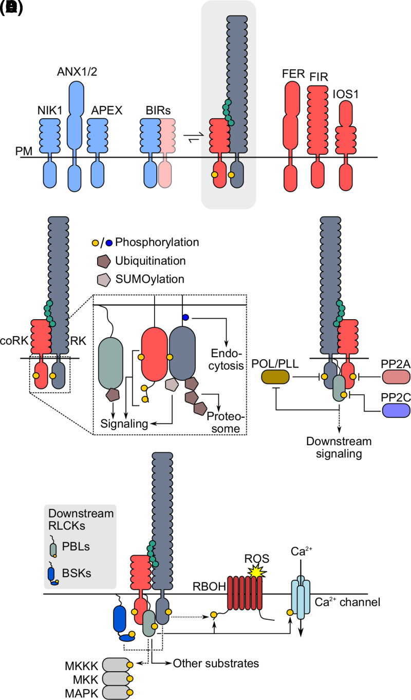 Figure 2.