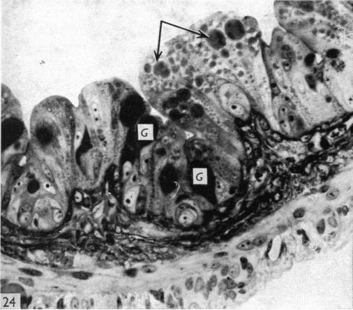 Fig. 24