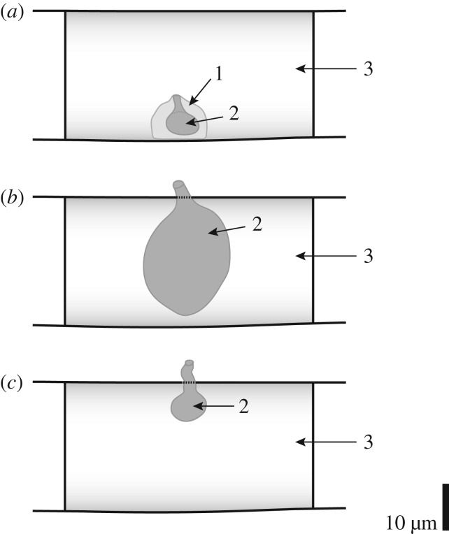 Figure 7.