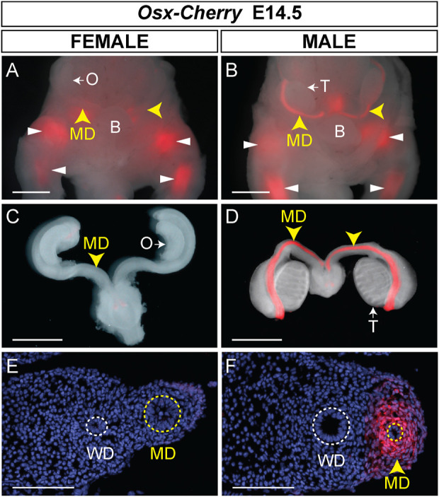 FIGURE 4