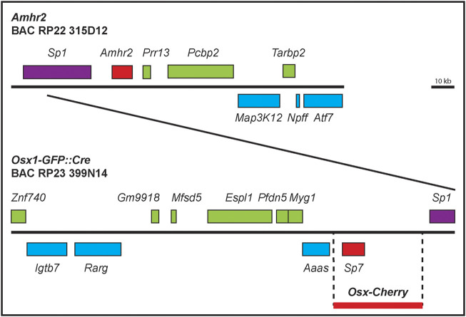 FIGURE 1