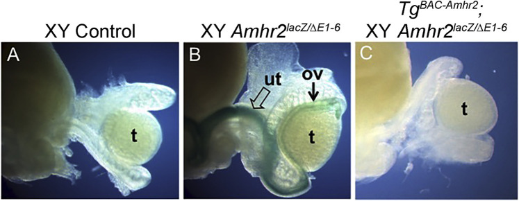 FIGURE 2