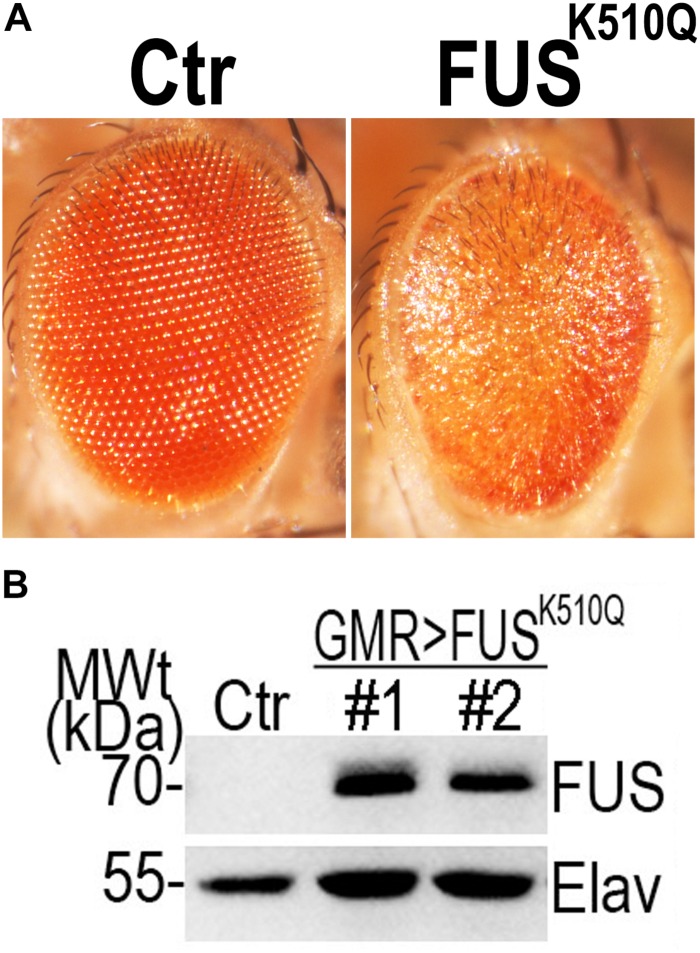 FIGURE 3