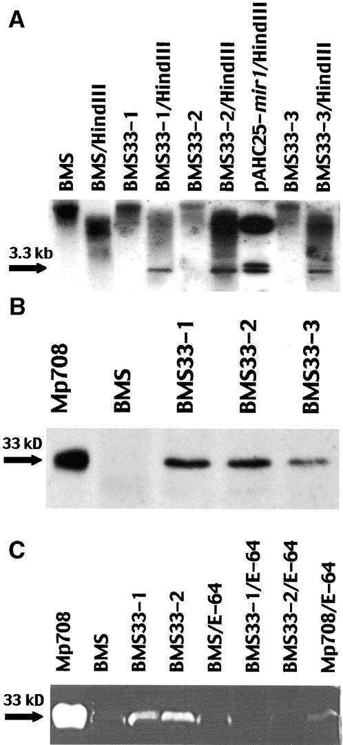 Figure 6.