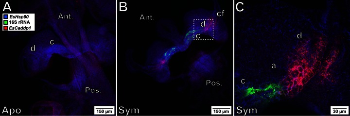 FIG 6