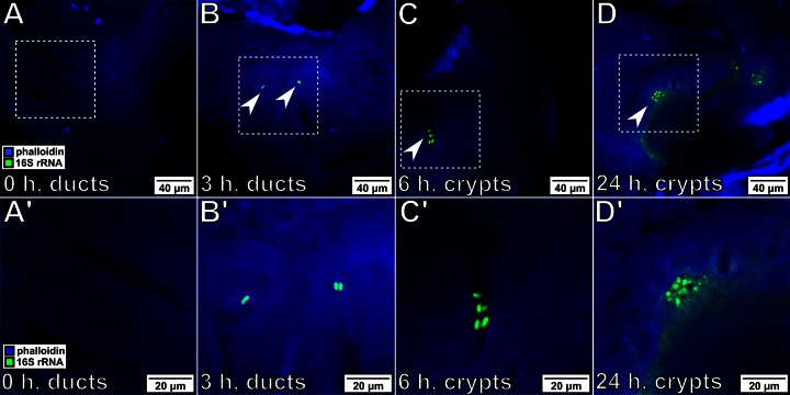 FIG 3