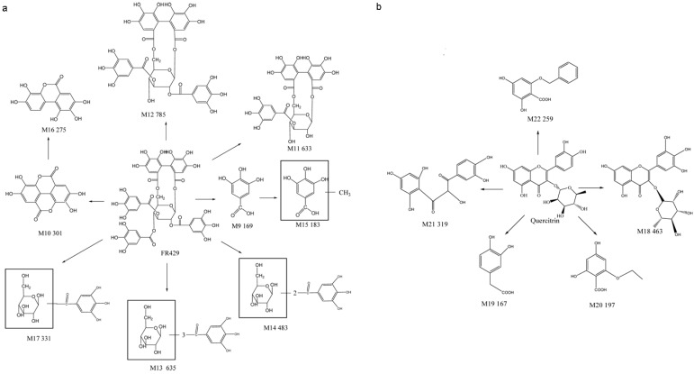 Scheme 4