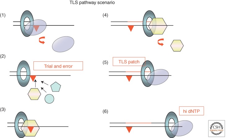 Figure 4.