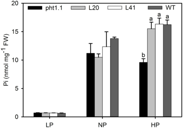 FIGURE 6