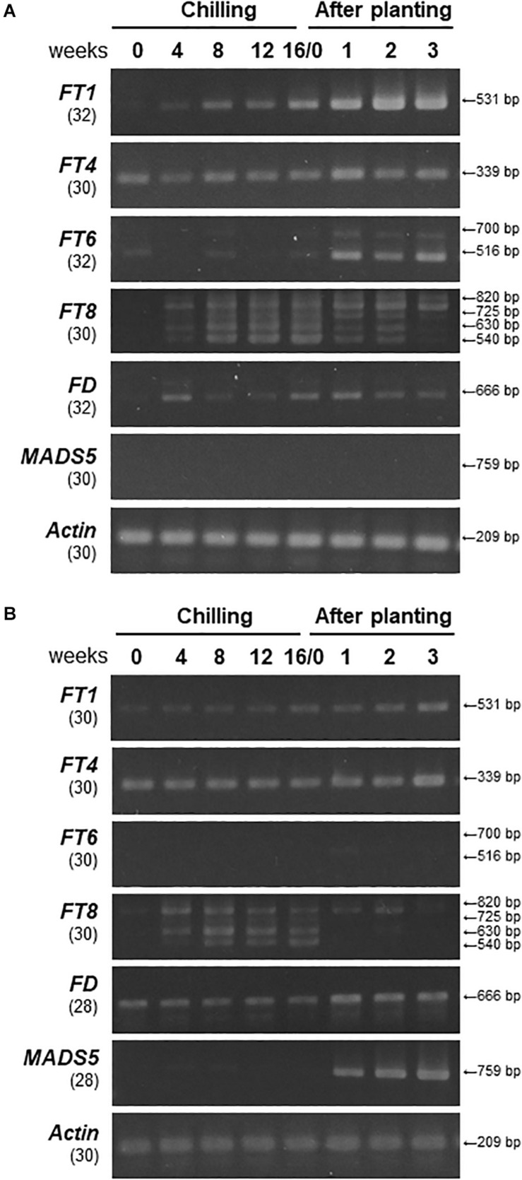 FIGURE 3