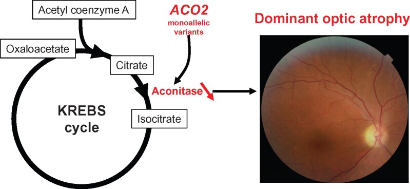 Graphical Abstract