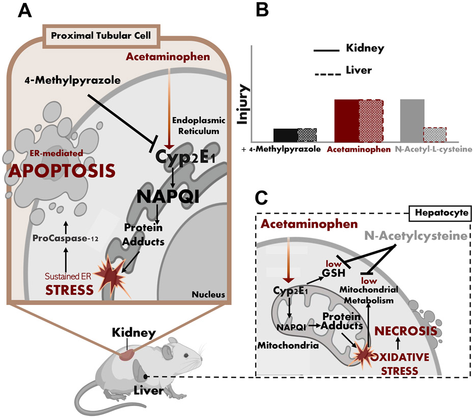 Figure 11: