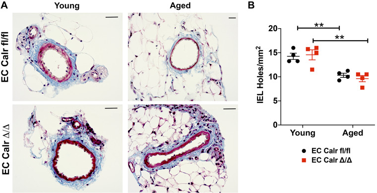 Fig. 8.