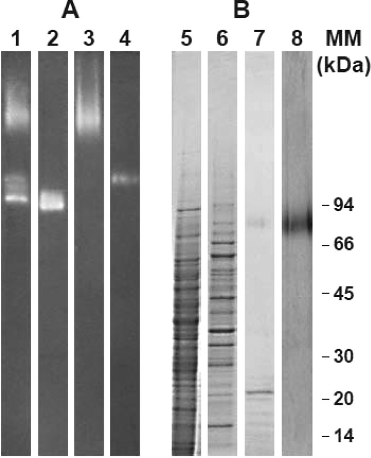 FIG 1