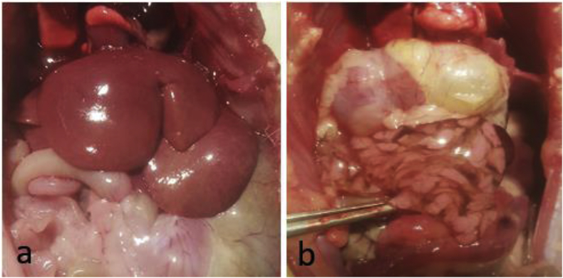 Fig. 7