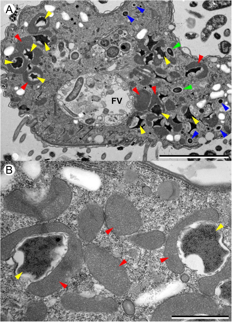 FIGURE 3