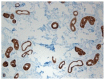 Fig. (2B)