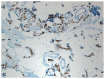 Fig. (2C)