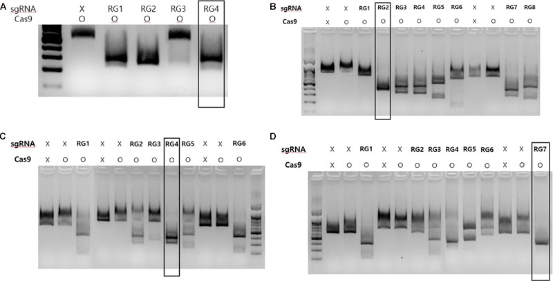 FIGURE 2