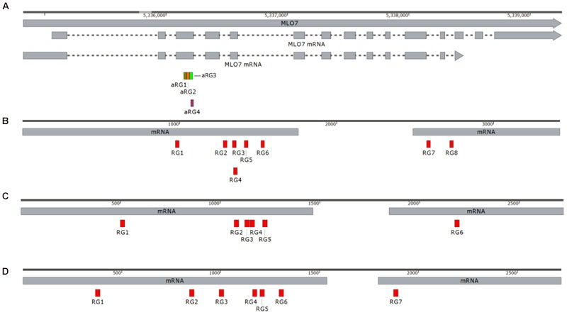 FIGURE 1