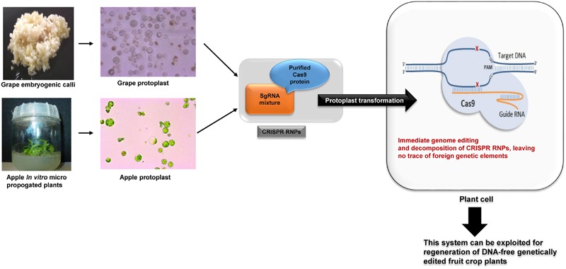 FIGURE 3