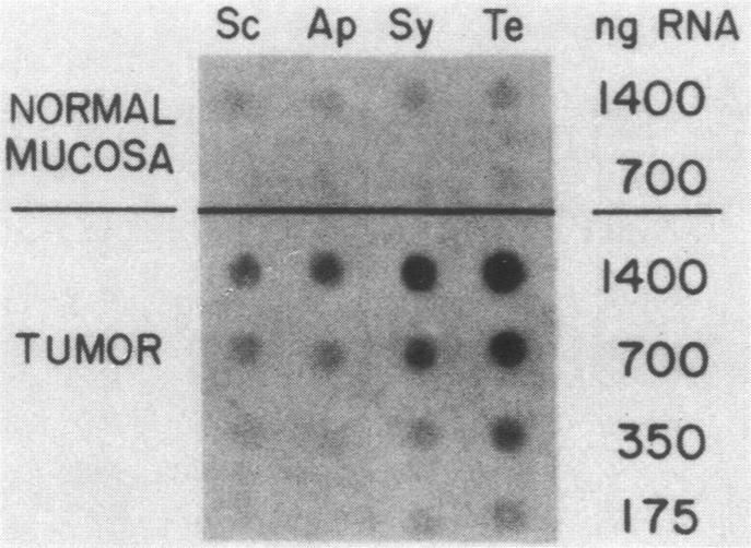 graphic file with name molcellb00104-0170-a.jpg
