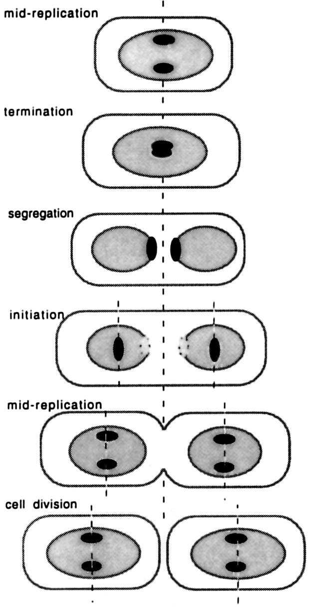 graphic file with name cdd592f9.jpg