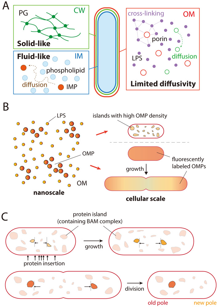 Figure 2: