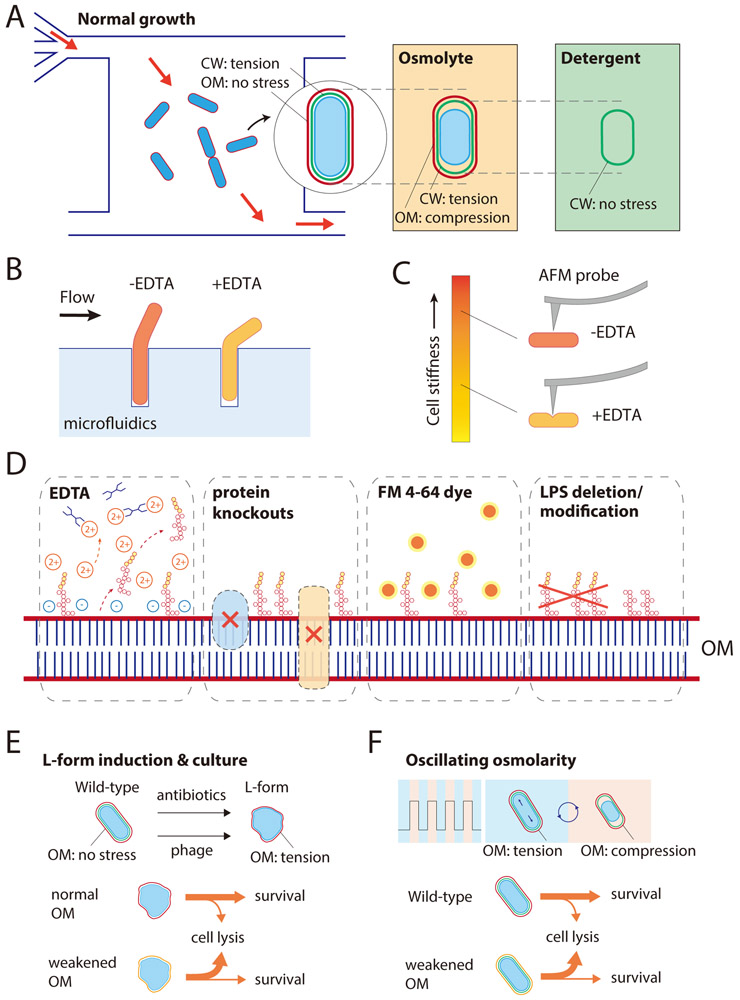 Figure 3: