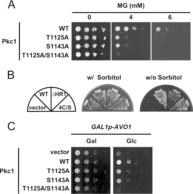 FIG 6