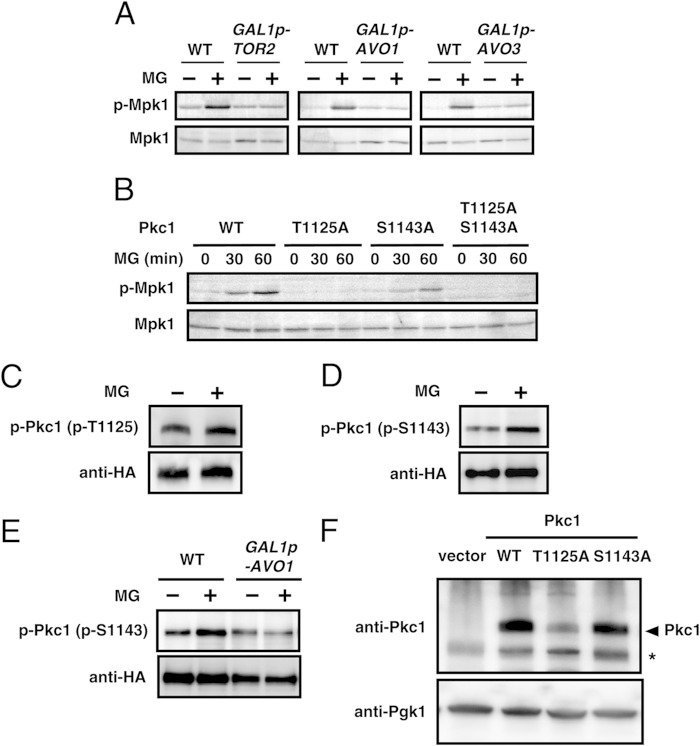 FIG 5