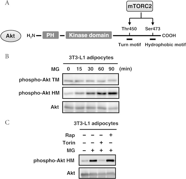 FIG 7