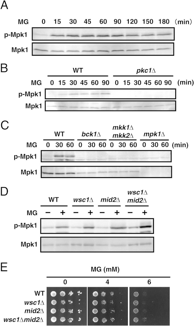 FIG 2