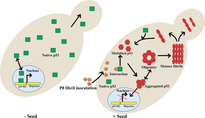 FIG 12