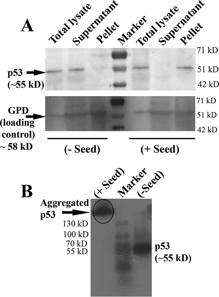 FIG 8