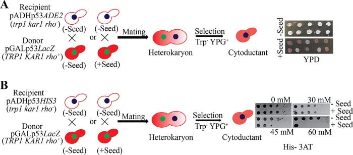 FIG 10