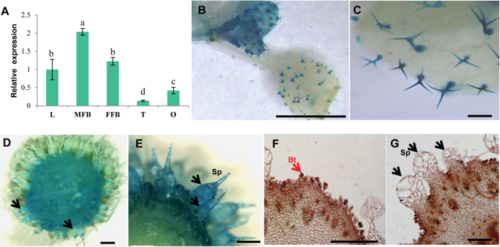 Fig. 5.