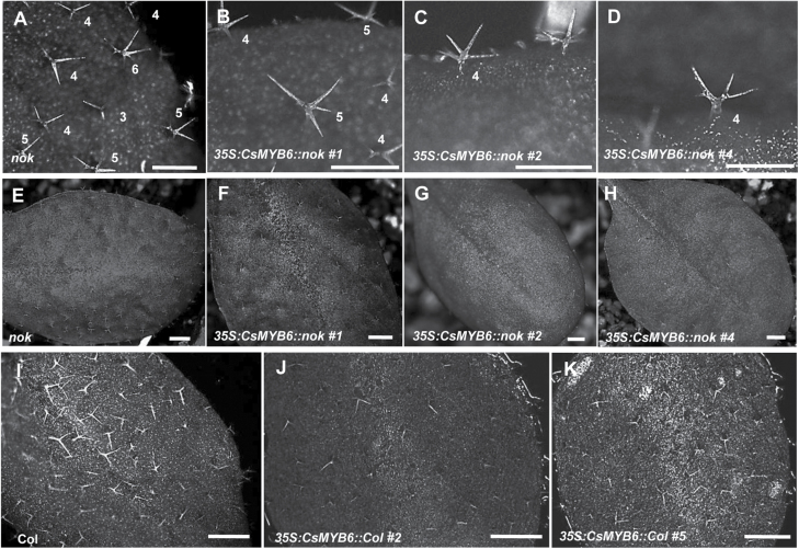 Fig. 9.