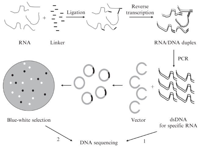 Figure 2.3