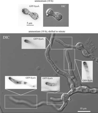 Fig. 6.