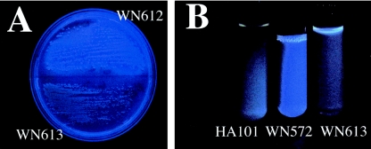 FIG. 2.