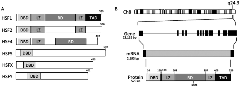 Fig. (1).