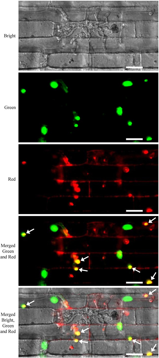 Figure 6