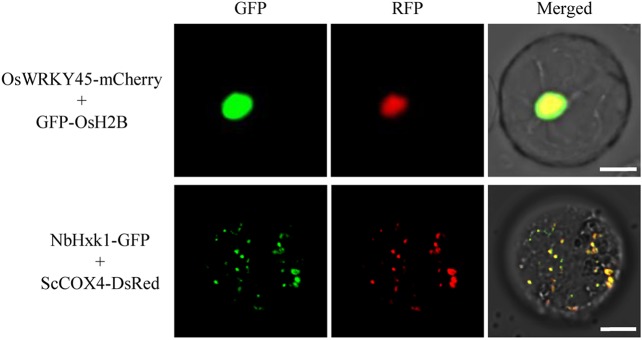 Figure 5