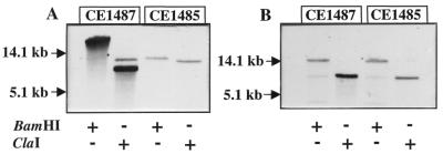 FIG. 5