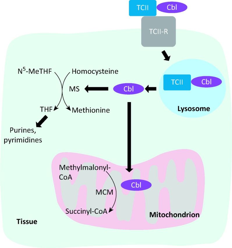 Fig 2.